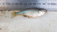 Colombo Creek Fish Habitat Restoration project 2021- 2022