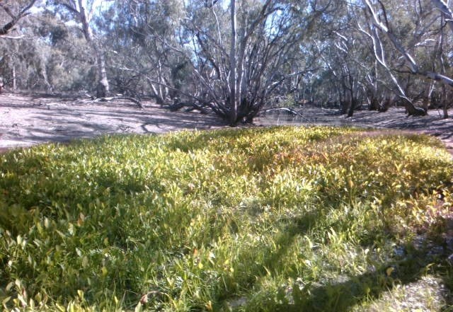 Sagittaria Weed