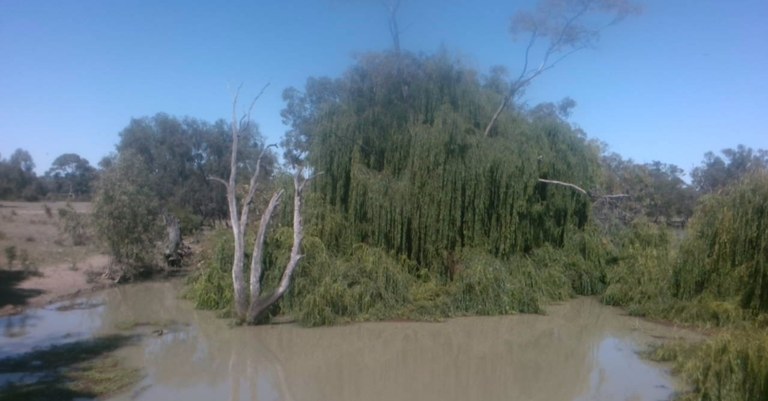 Willows that are now dead