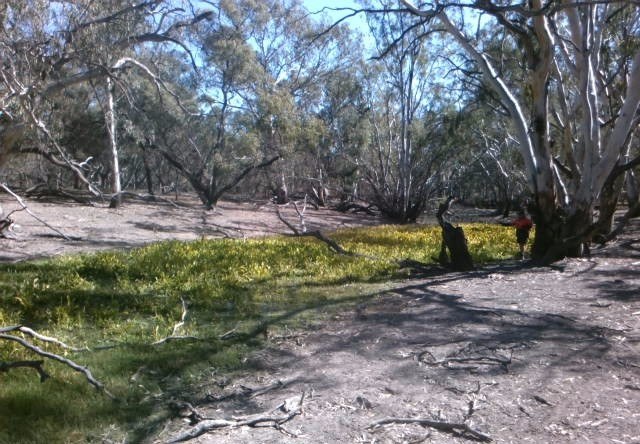 Sagittaria Weed Treatment