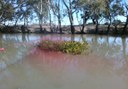 Sagittaria Weed Treatment in Creek