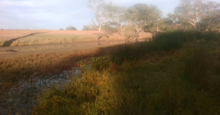 Aquatic Weeds