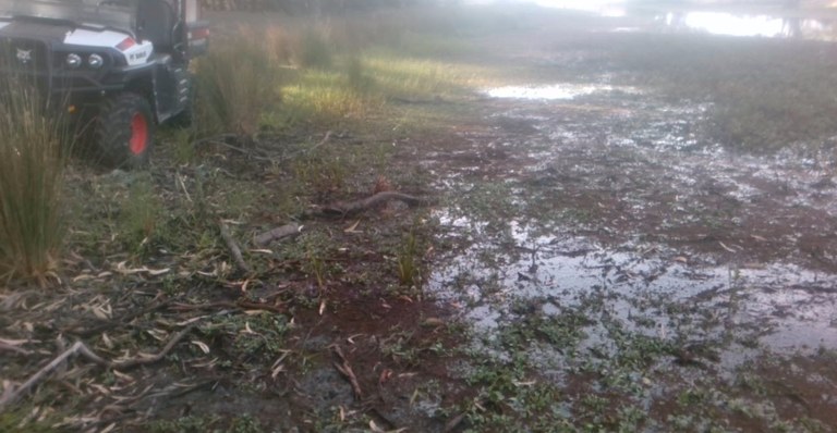 Water weeds