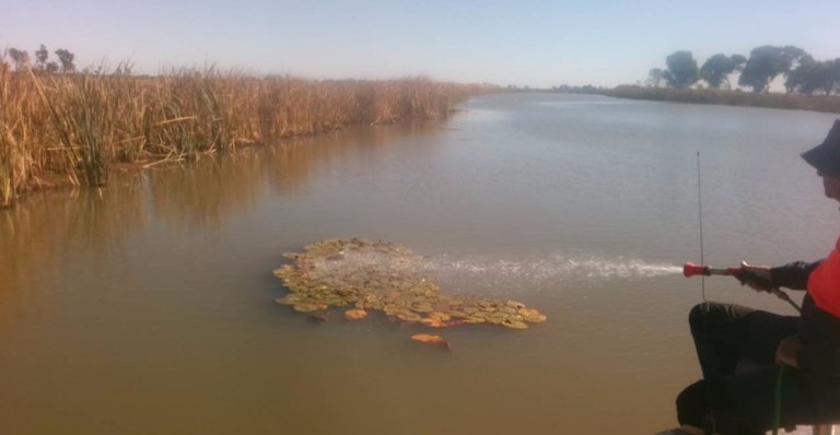 Spraying Mexican Water Lily