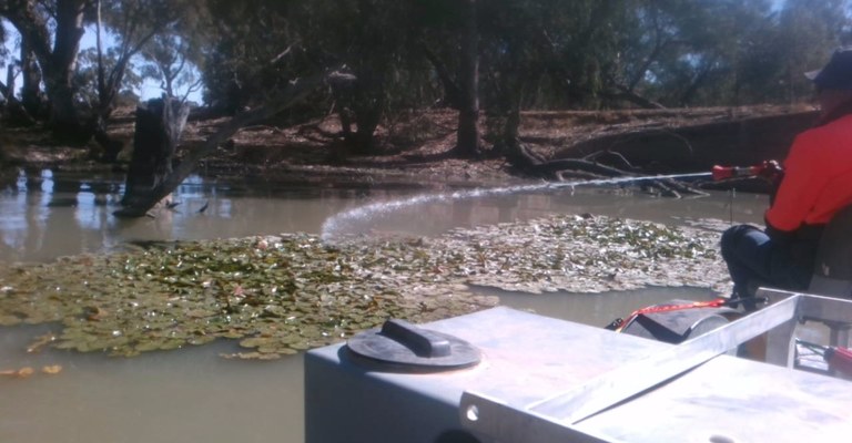 Spraying Mexican Water Lily