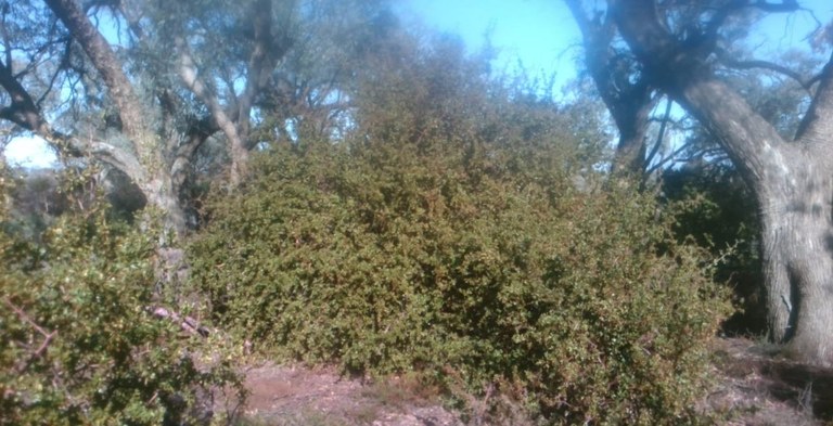 African Boxthorn