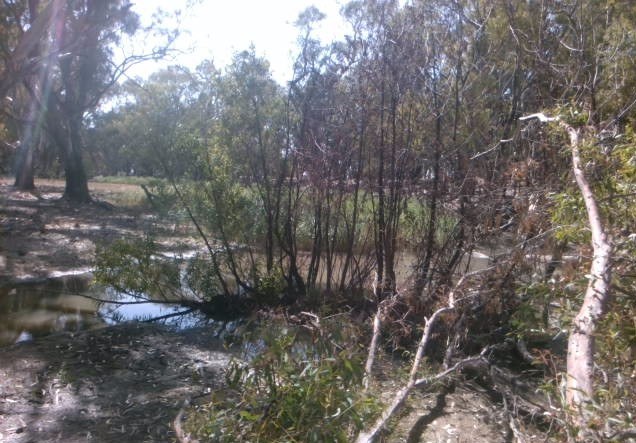 Native gums with aquatic weeds behind