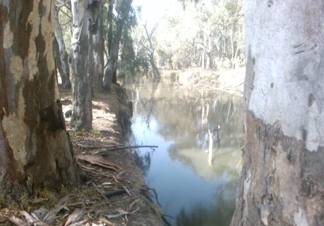 Weed Free Patch of Creek