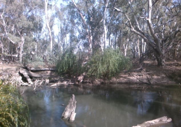 Willows taking hold