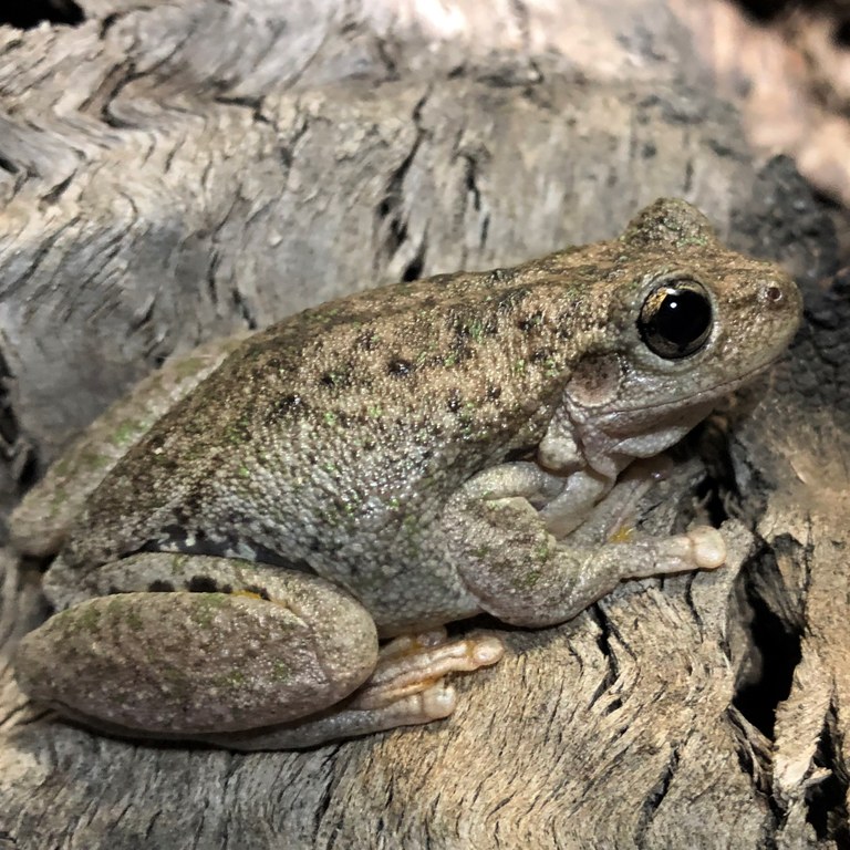 Frog surveying