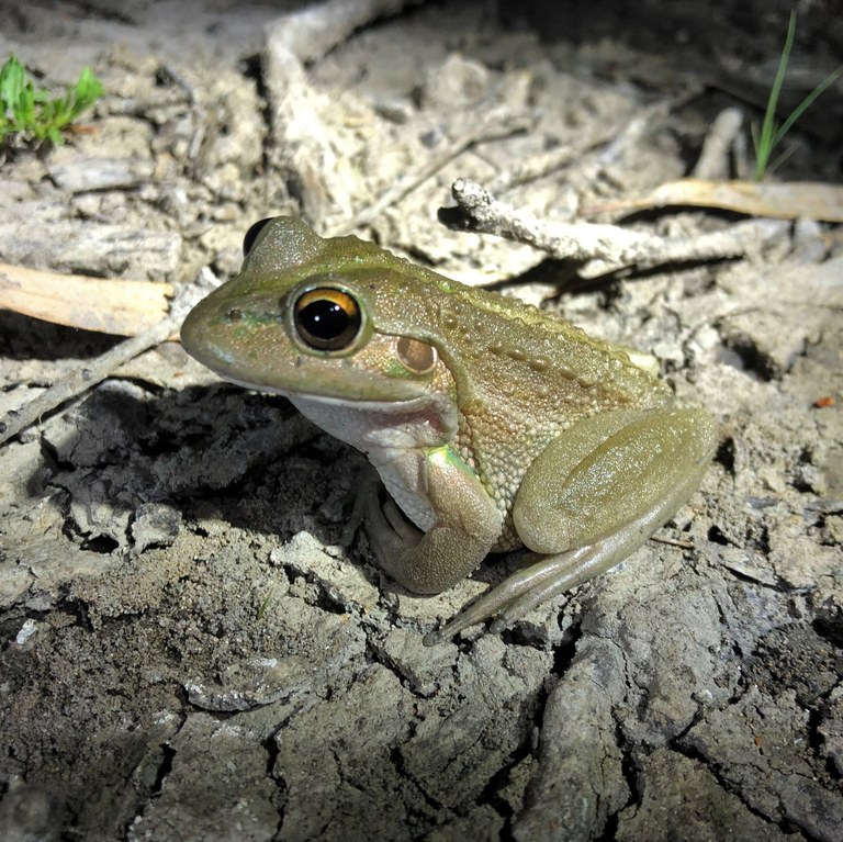 Southern bell frog