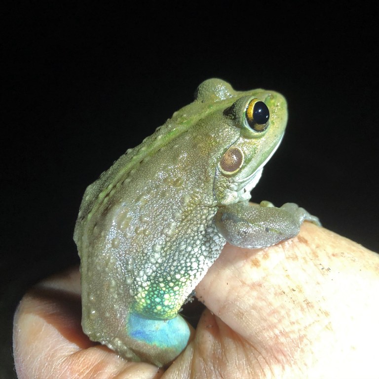 Southern bell frog