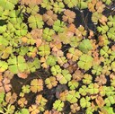 Aquatic plants after environmental flow