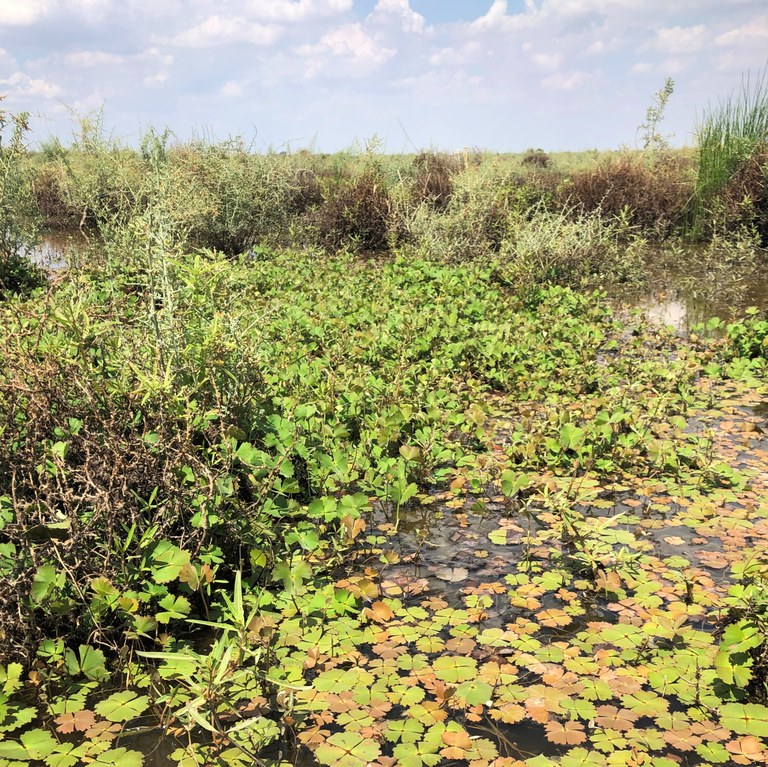 Wetland habitat, Wanganella, NSW.