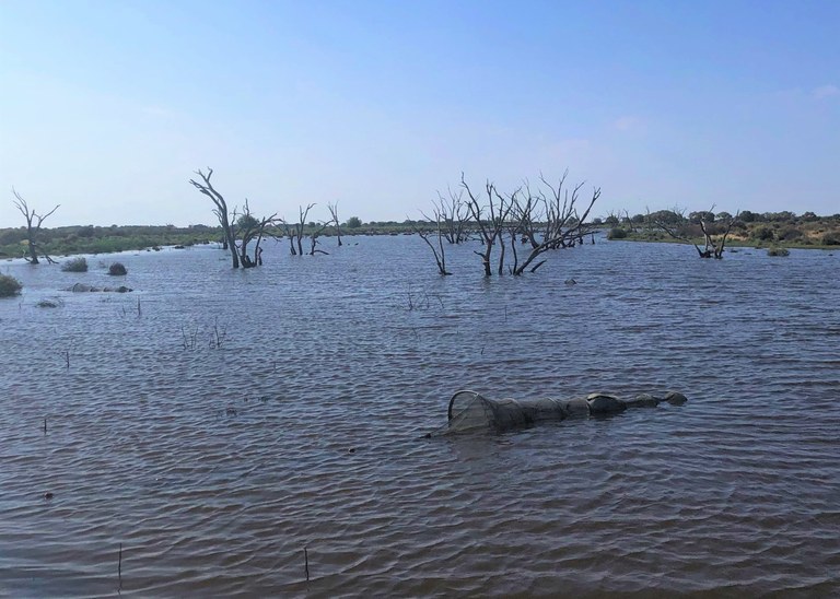 Fyke net set up at Wanganella, NSW