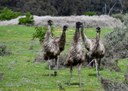 Curious emus