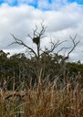 White-bellied sea eagle nest