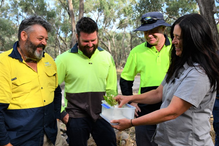 Fruit-feeding weevil release workshop