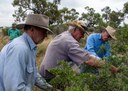 African boxthorn pilot biocontrol project