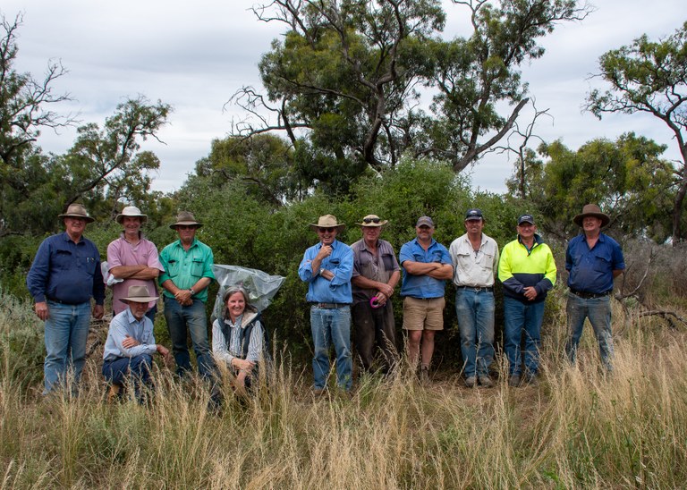 African boxthorn pilot biocontrol project