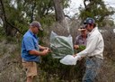 African boxthorn pilot biocontrol project