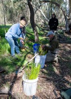 Colombo Creek Fish Habitat Project