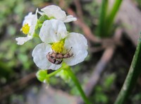 Fruit-feeding weevil release workshop