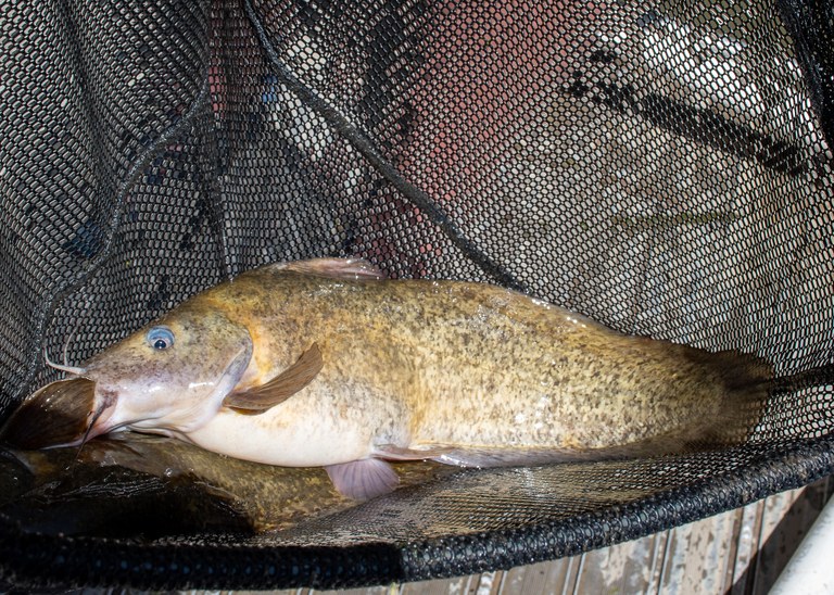 Colombo Creek Fish Habitat Project