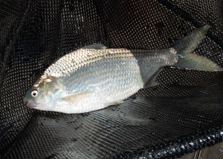 Colombo Creek Fish Habitat Project