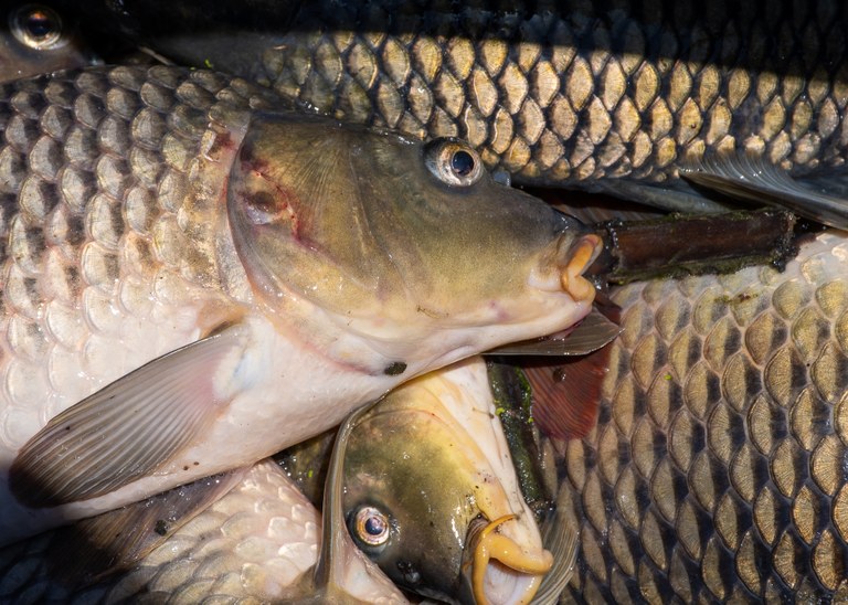 Colombo Creek Fish Habitat Project