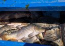 Colombo Creek Fish Habitat Project