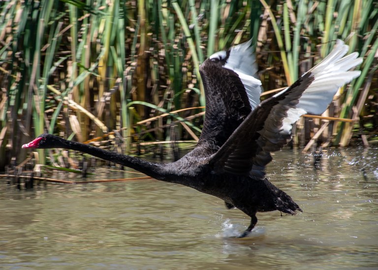 Colombo Creek Fish Habitat Project