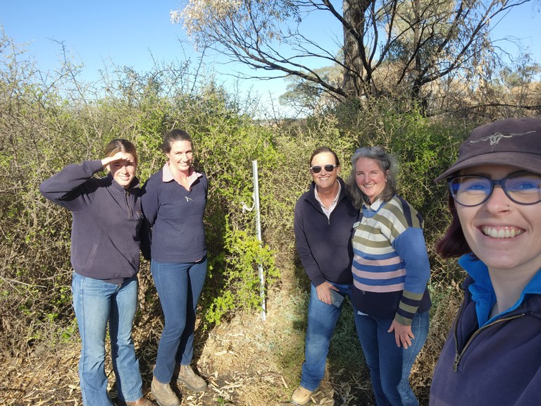 African boxthorn Field Day, Wanganella