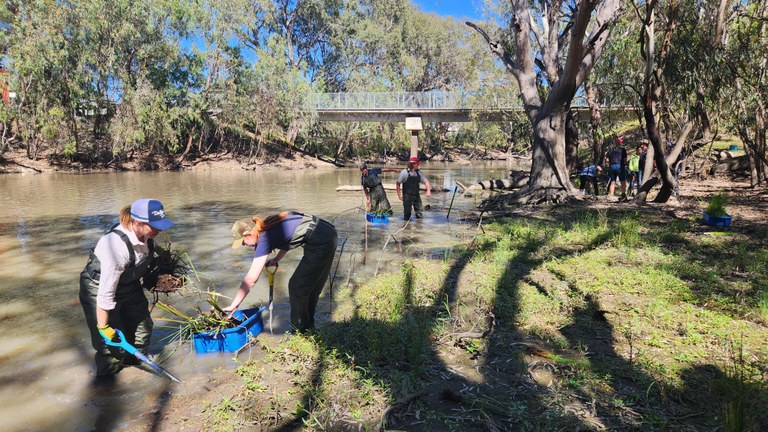 Bring back the Reeds - Spark renewables sponsorship 2024