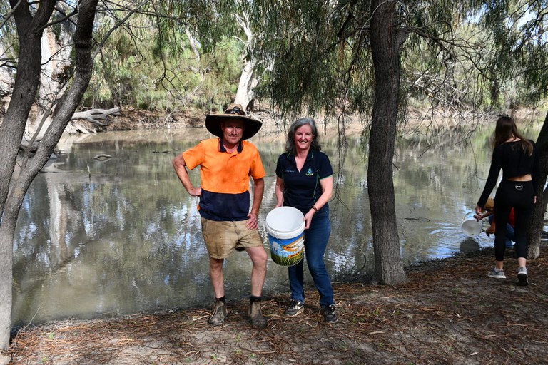 Golden perch fingerling release