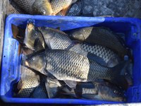 Carp electrofishing at Conargo 2025