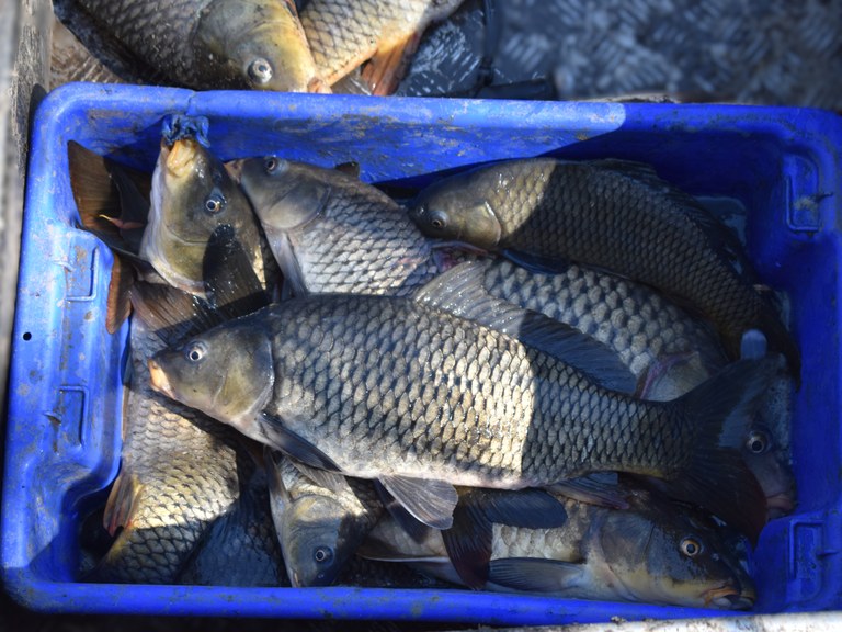 Carp electrofishing at Conargo 2025