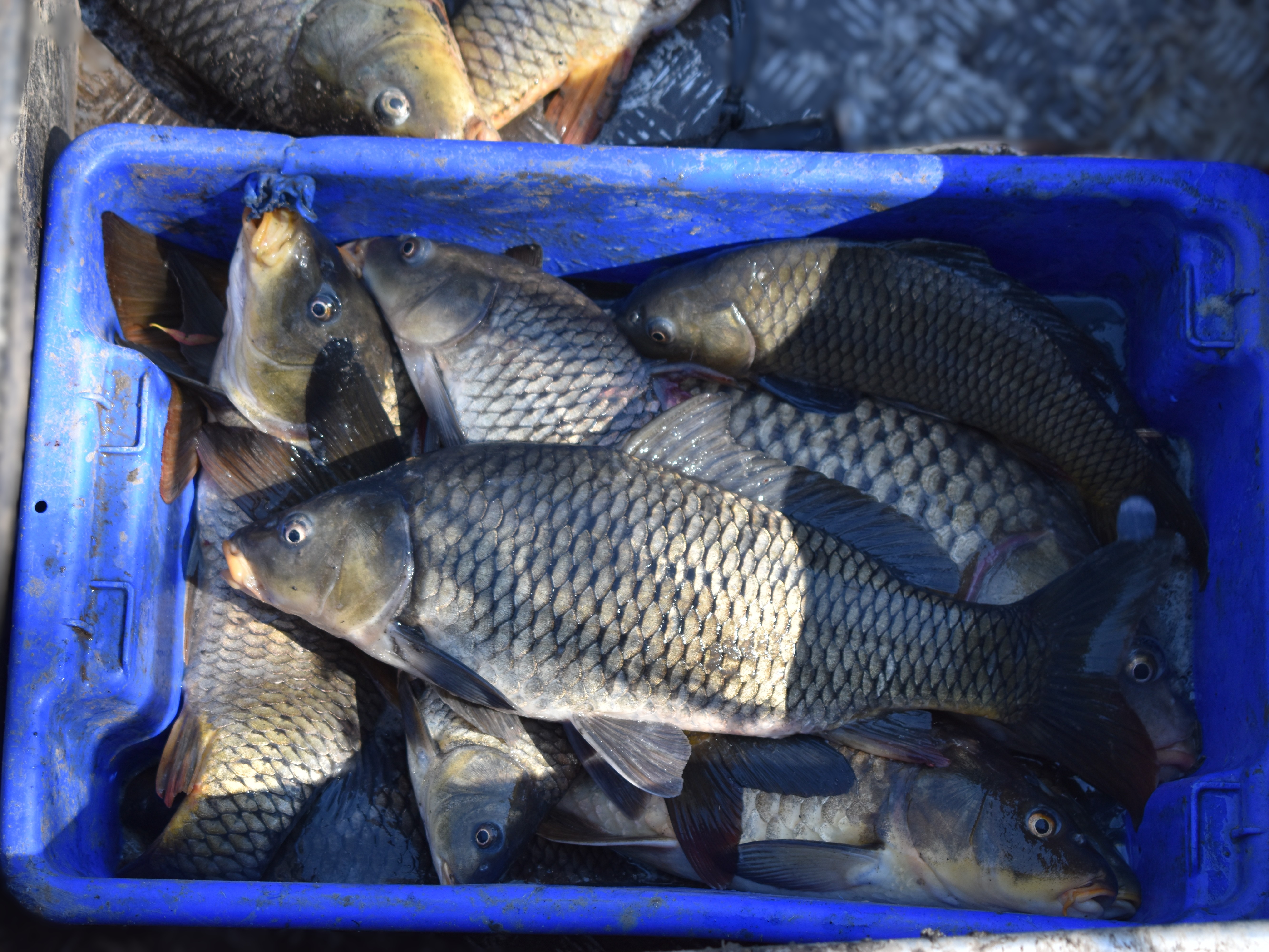 Carp electrofishing at Conargo 2025