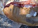 Carp electrofishing at Conargo 2025