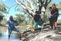 Eel-tailed catfish releases 2025