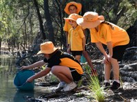 Eel-tailed catfish releases 2025