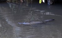 Platypus in the Yanco Creek System