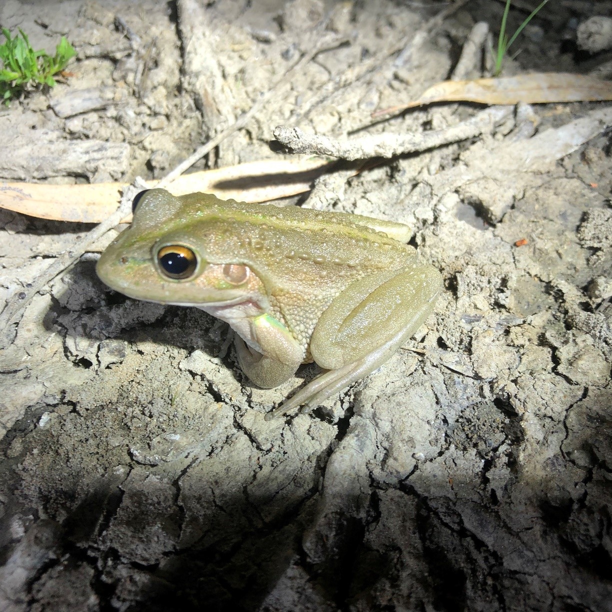 southern bell frog.jpg