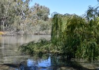 Wind in the willows - improving the health of Colombo Creek 2021-2022