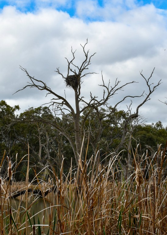 CSU-sea-eagle-nest.jpg