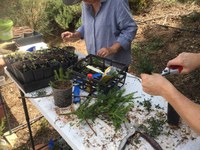 Revegetation via cuttings