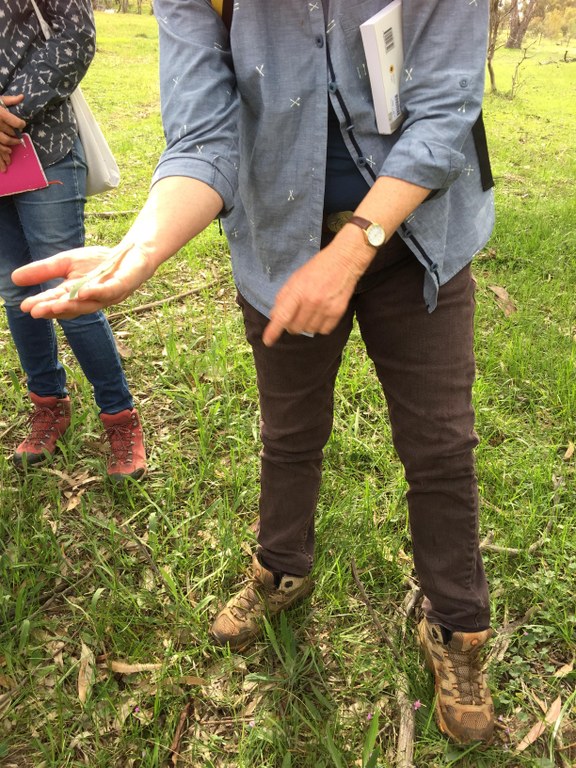 Native plant id and seed collecting with Alison Elvin