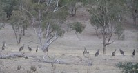 Kangaroos in the Landscape