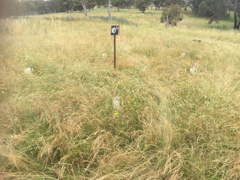 YAN Climate Change planting