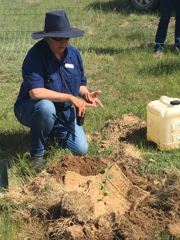 Funding for landholders to Save Our Superb Parrot